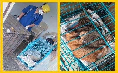 Stray Animal Care